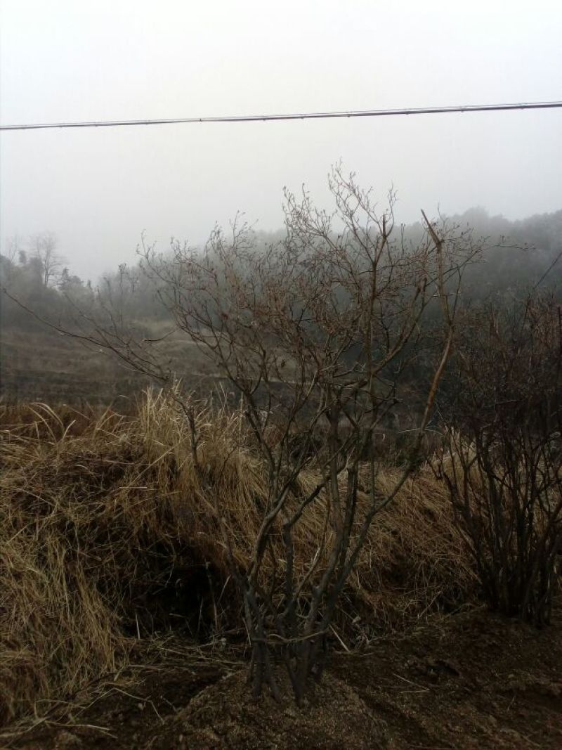映山红5cm以下