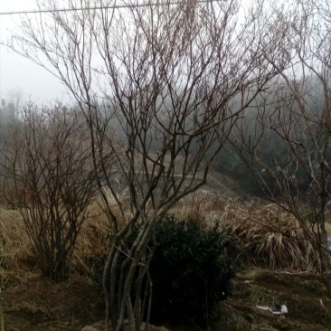 映山红5cm以下