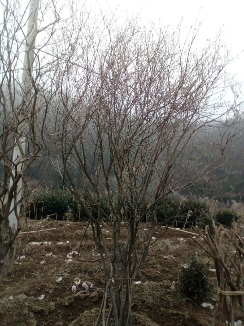 映山红5cm以下