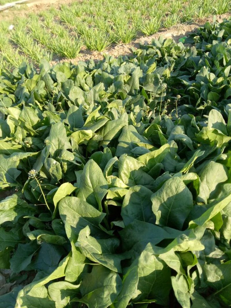 大叶菠菜30~35厘米