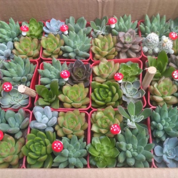 多肉植物含盆
