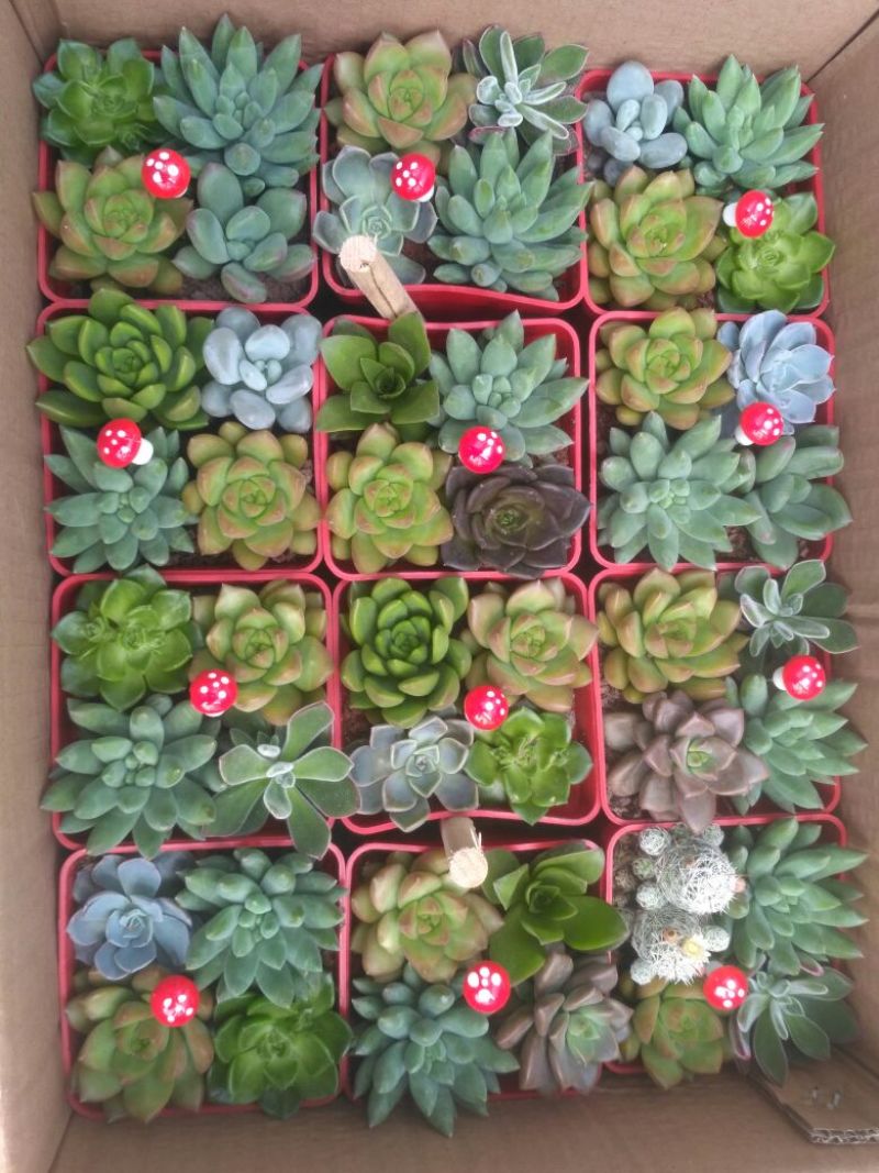 多肉植物含盆