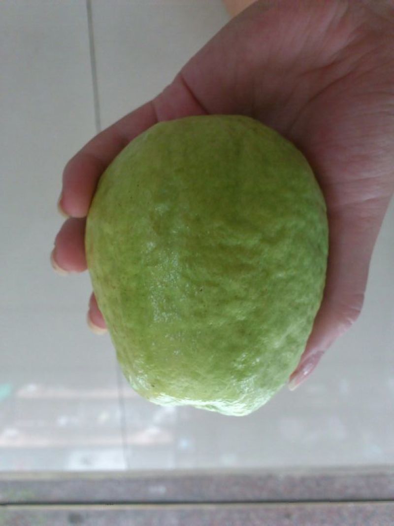 番石榴苗50~80cm