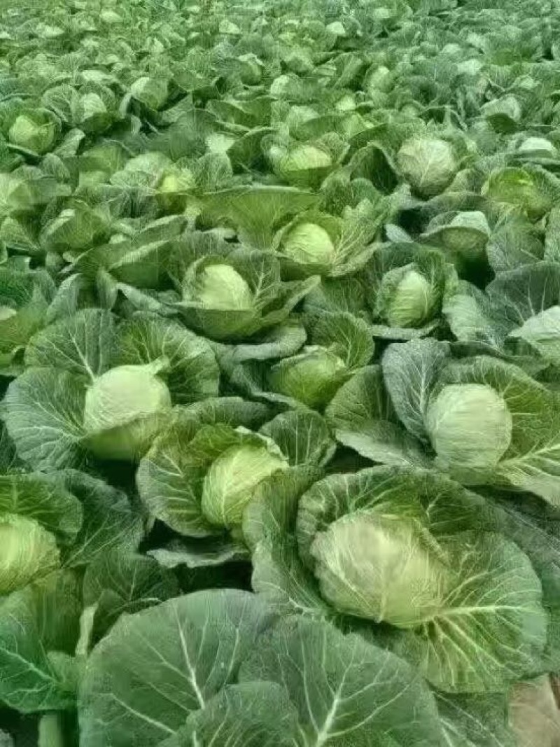 绿甘蓝