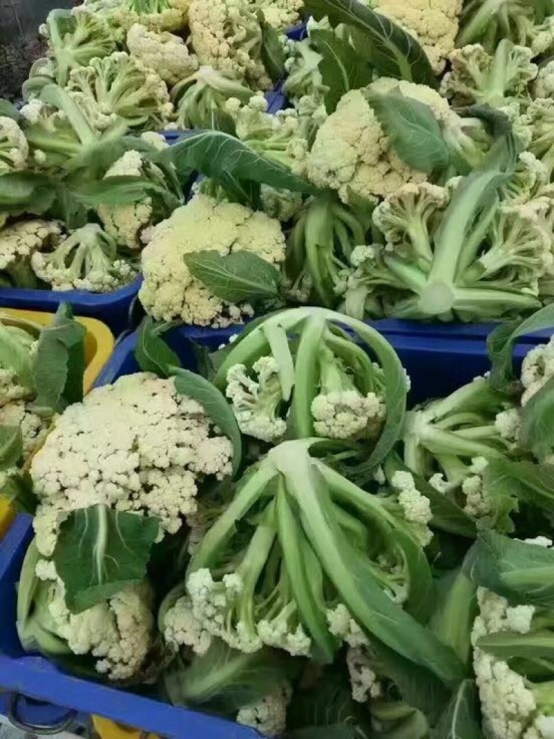 菜花