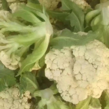 菜花
