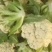 菜花