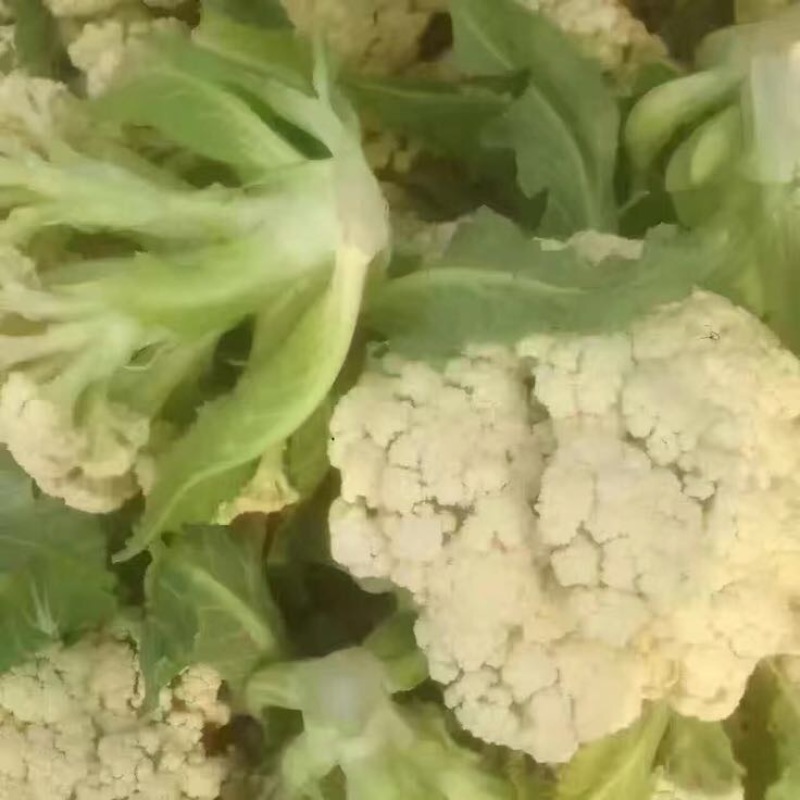 菜花