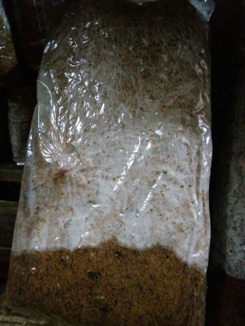 茯苓菌种母种原种栽培种