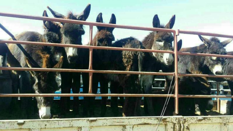 德州驴400~500斤