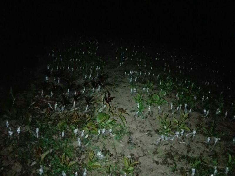 嫁接各种李子品种苗，粗0.8起，统苗，薄膜包装！