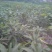 芒果嫁接苗地径1.5㎝以下