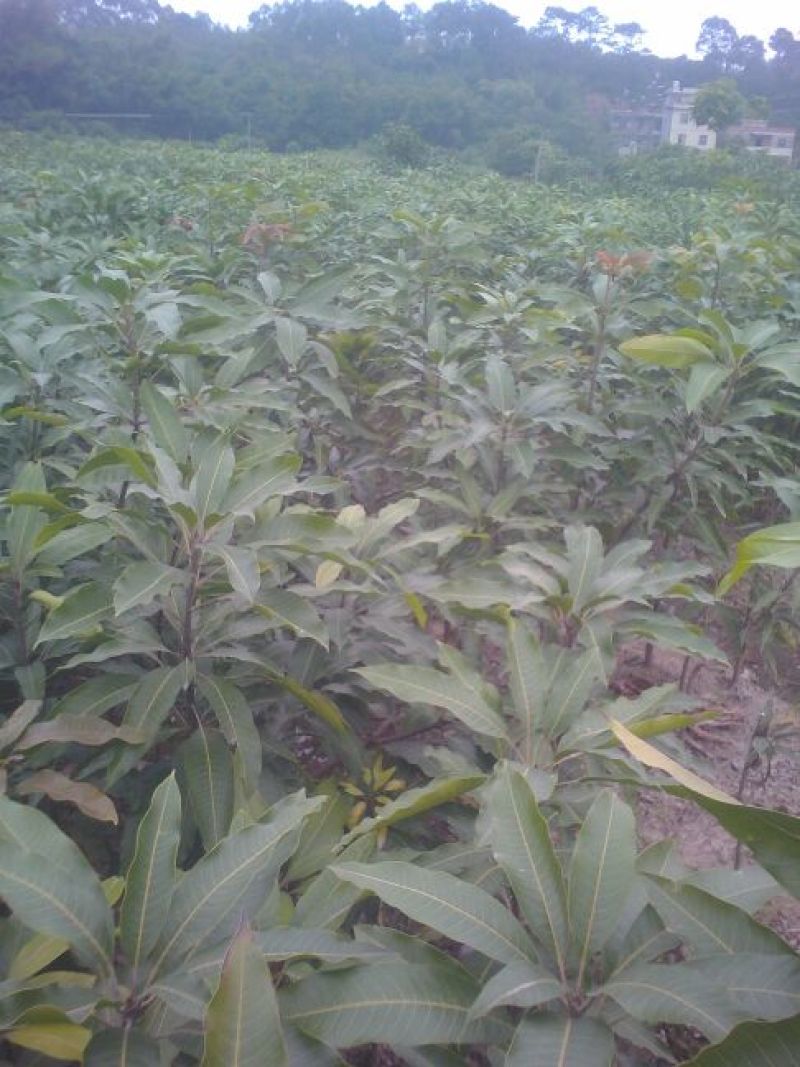 芒果嫁接苗地径1.5㎝以下