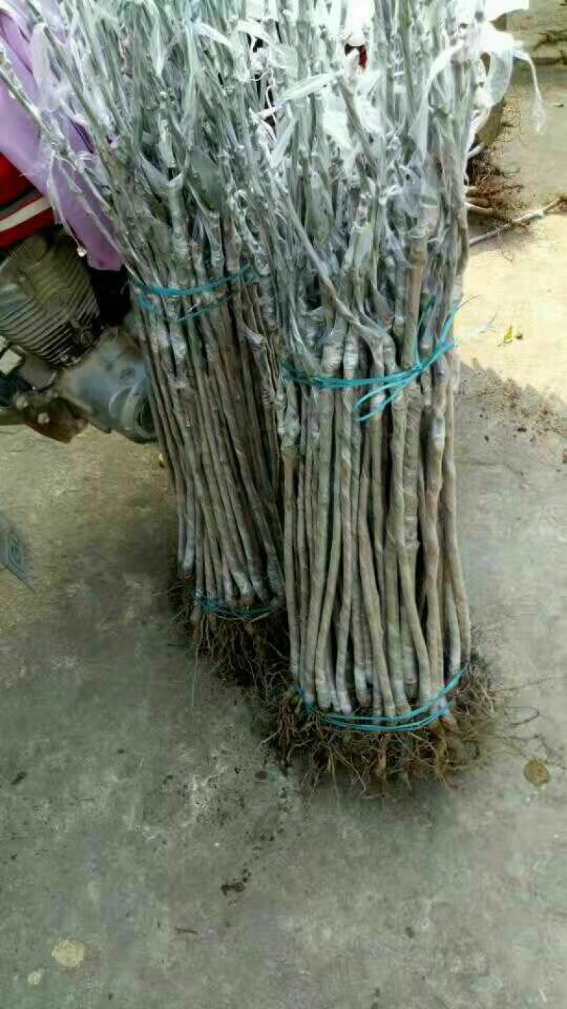 芒果嫁接苗地径1.5㎝以下