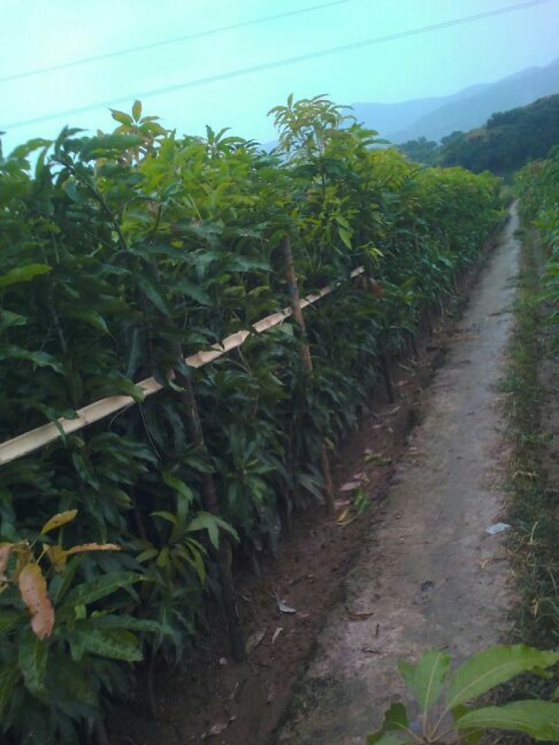 芒果嫁接苗地径1.5㎝以下