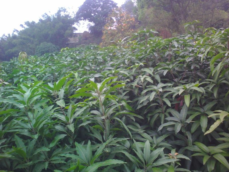 芒果嫁接苗地径1.5㎝以下