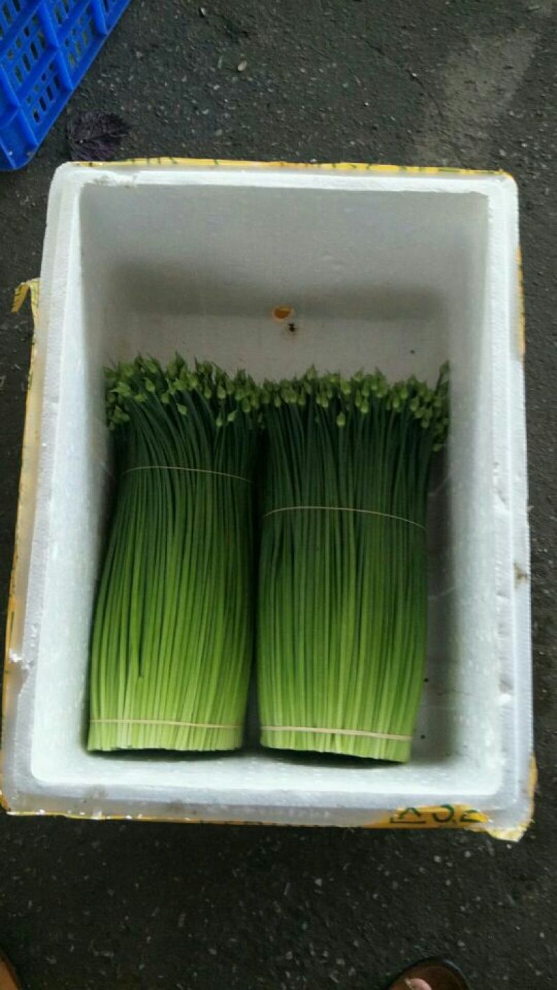 韭菜。韭菜花。韭苔20~25cm