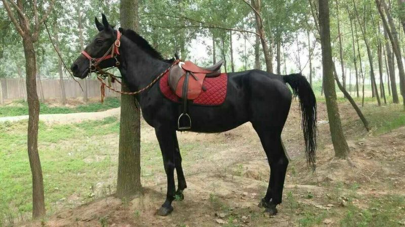 矮马200~300kg