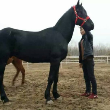 矮马200~300kg