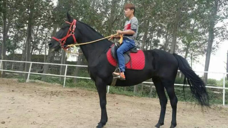 矮马200~300kg