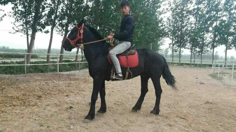 矮马200~300kg