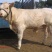 夏洛莱牛犊3~4,150~200kg