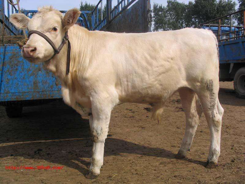 夏洛莱牛犊3~4,150~200kg