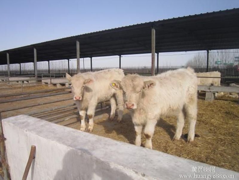 夏洛莱牛犊3~4,150~200kg