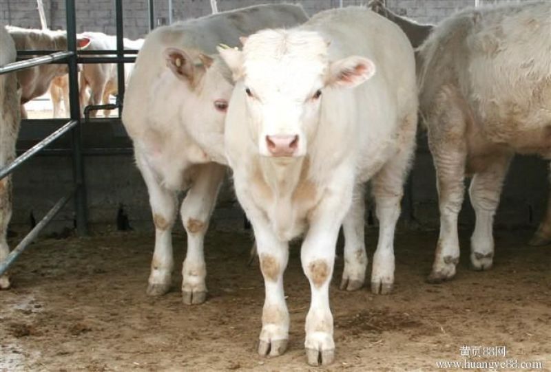 夏洛莱牛犊3~4,150~200kg