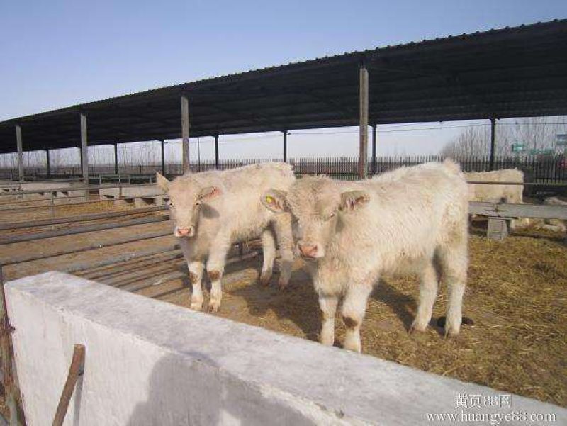 夏洛莱牛犊3~4,150~200kg