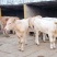 夏洛莱牛犊3~4,150~200kg