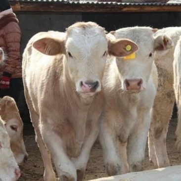 夏洛莱牛犊3~4,150~200kg