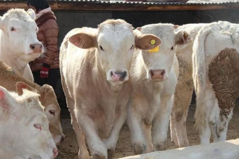 夏洛莱牛犊3~4,150~200kg