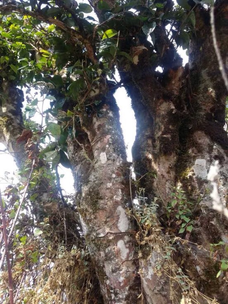 百年大树茶