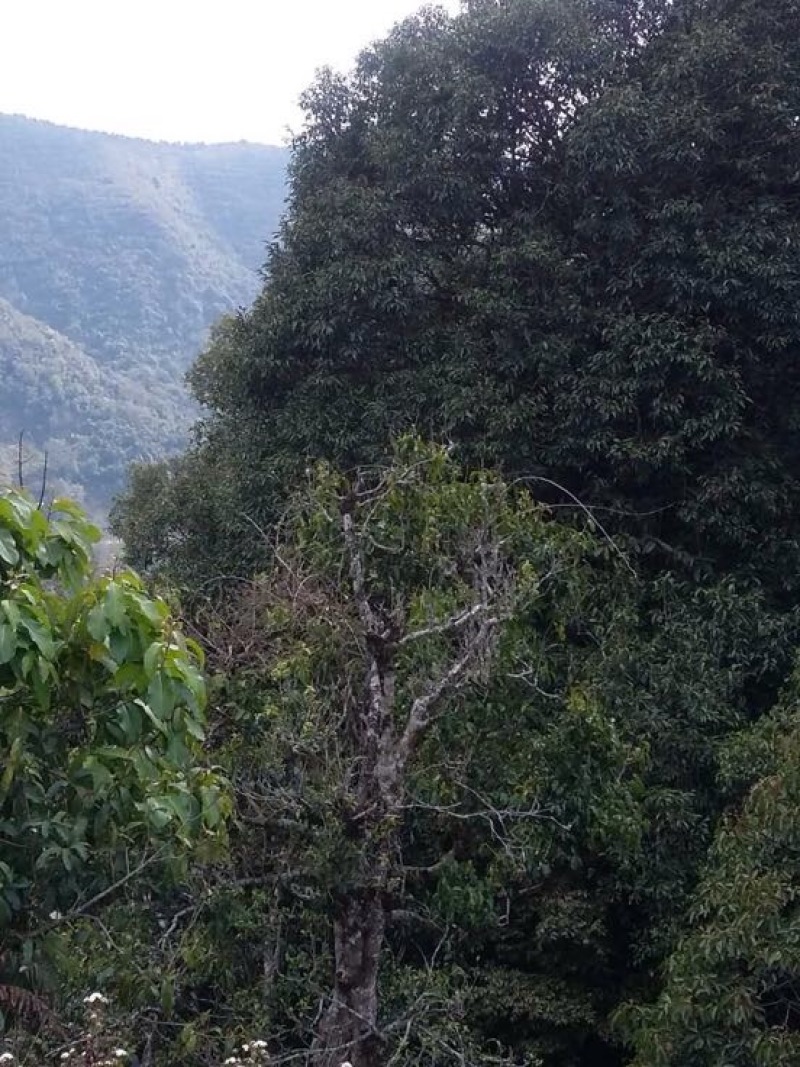 百年大树茶