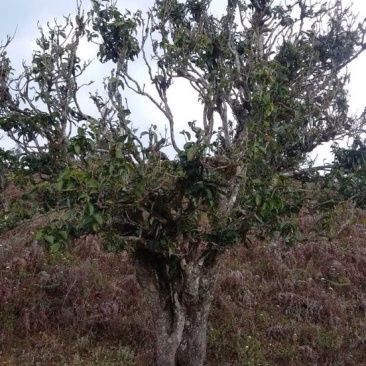 百年大树茶