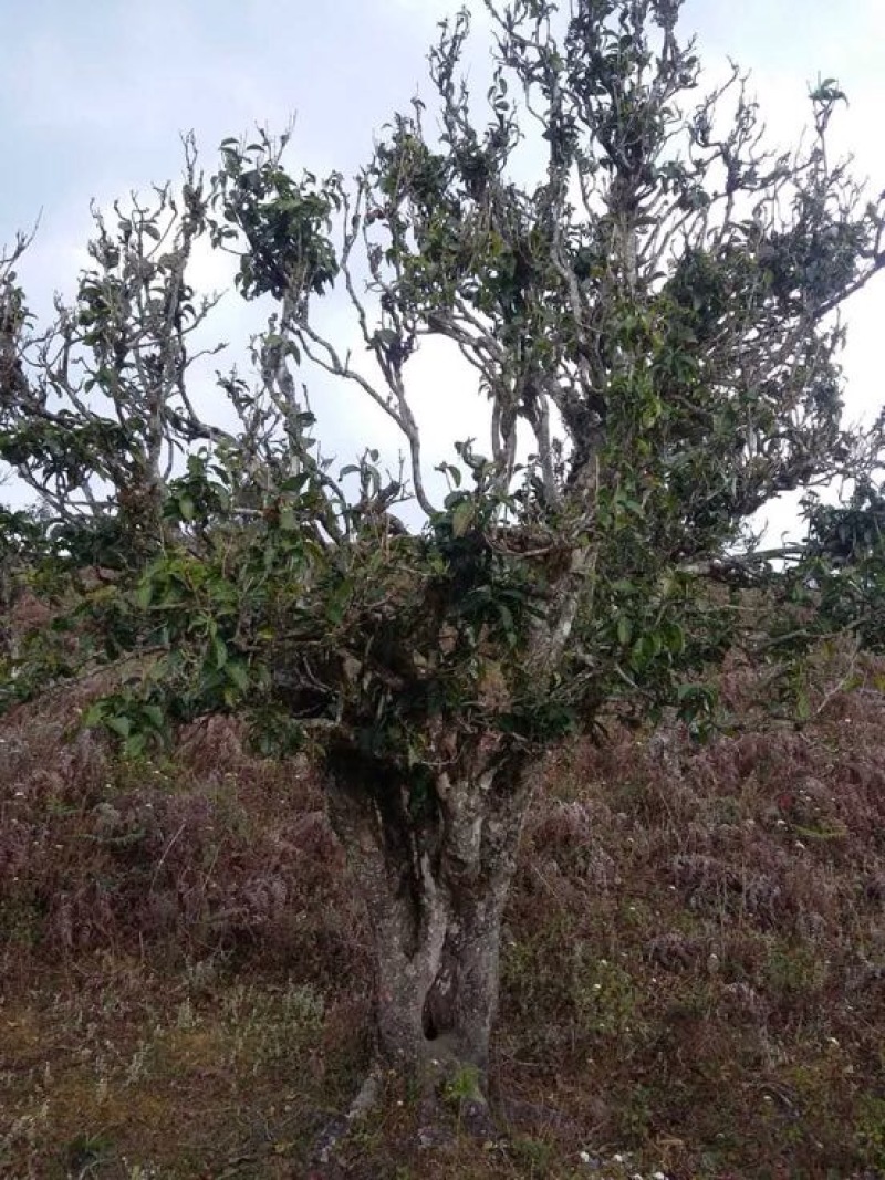 百年大树茶
