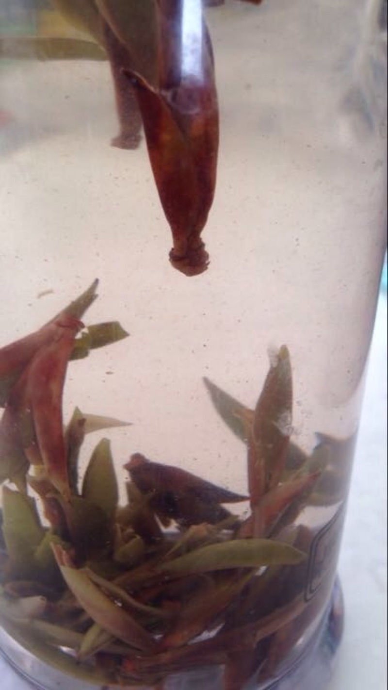 百年大树茶