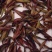 百年大树茶