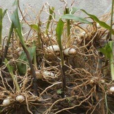 三叉白芨种苗10cm以下