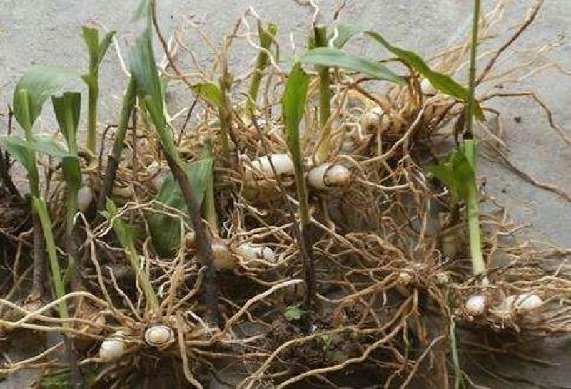 三叉白芨种苗10cm以下