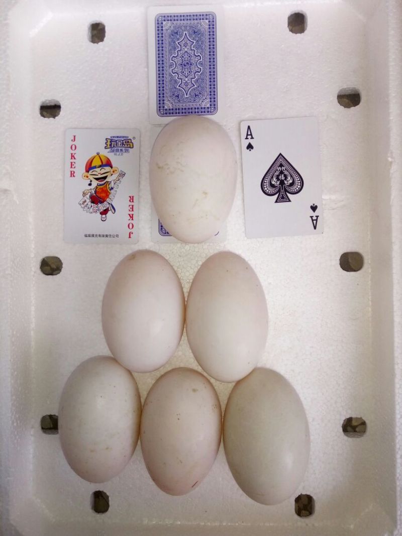 土鹅蛋食用，自家鱼塘养的，