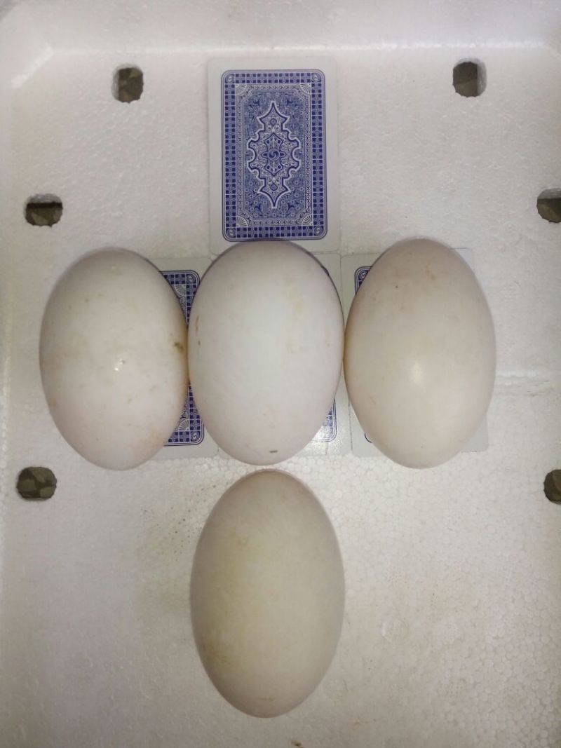 土鹅蛋食用，自家鱼塘养的，