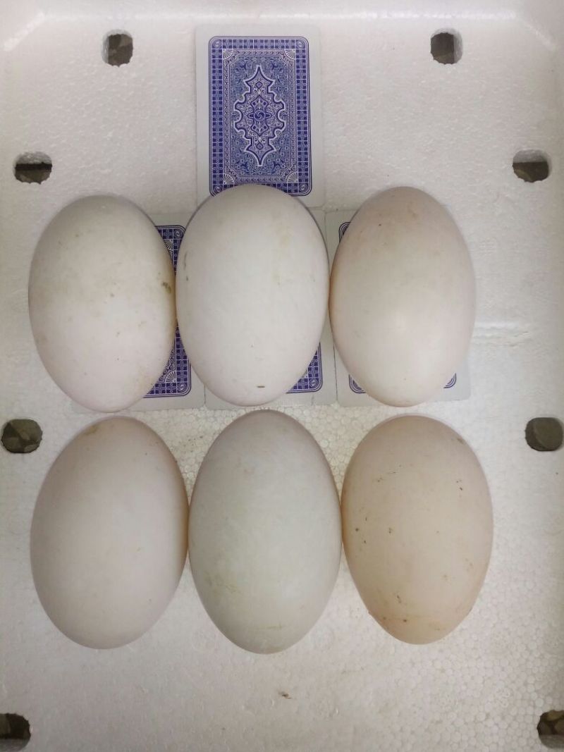 土鹅蛋食用，自家鱼塘养的，