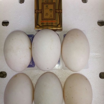 土鹅蛋食用，自家鱼塘养的，