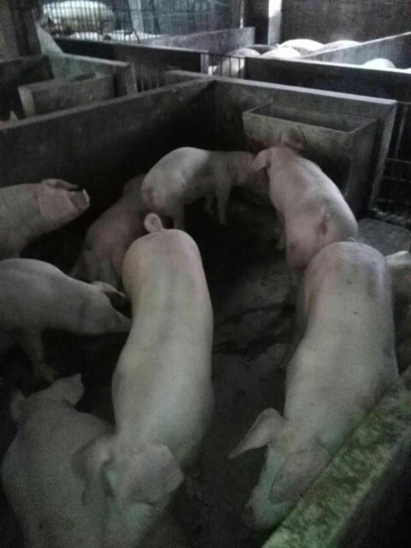 三元猪150公斤以上品种齐全欢迎来电洽谈
