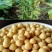 黄豆优质