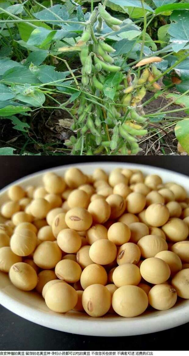 黄豆优质