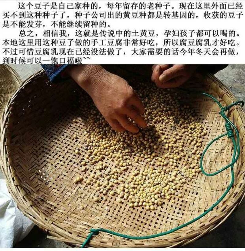 黄豆优质