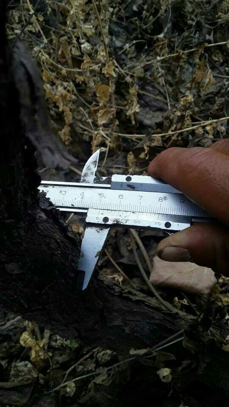 牡丹20cm以上18~20cm1.5~2米